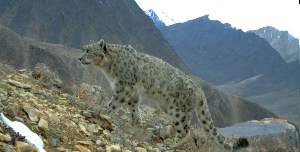 Eco-Tourism: Protecting the Ghost of the Mountains