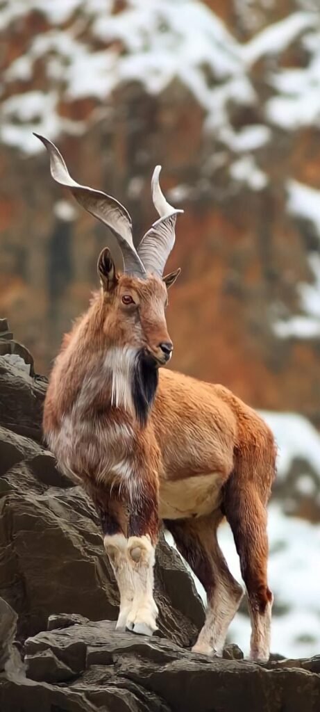 Markhor