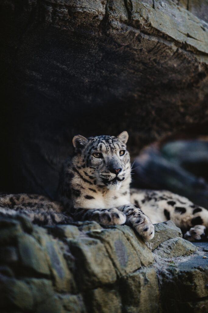 Snow Leopard